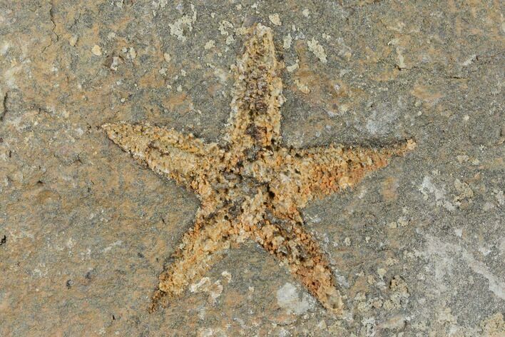 Ordovician Starfish (Petraster?) Fossil - Morocco #175287